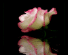 sticker_8381899_37418133