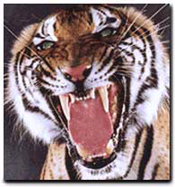 sticker_12304237_36202272