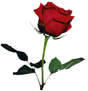 sticker_7606977_15010333
