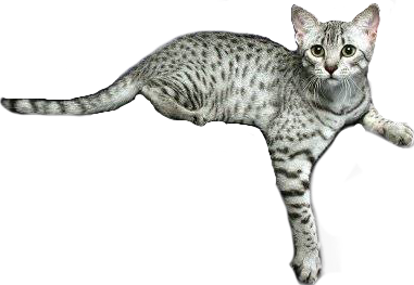 sticker_2387758_40503051