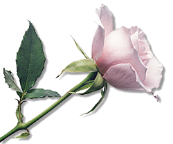 sticker_19903225_40683479