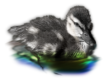 sticker_688765_47332997