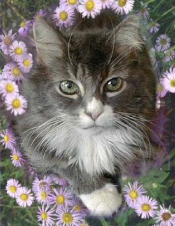 sticker_12610675_38770958