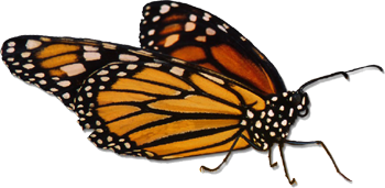 sticker_13544537_34502622