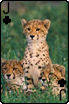 sticker_6195420_41135952