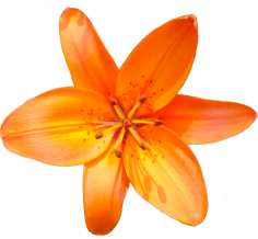 sticker_12833149_16144287