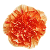 sticker_13248274_32190583