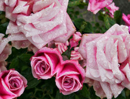 sticker_19509631_26595404
