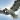 Teasured Dove