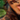 photoshop dev