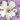 Violetscry1