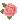 Pink Rose for Nev